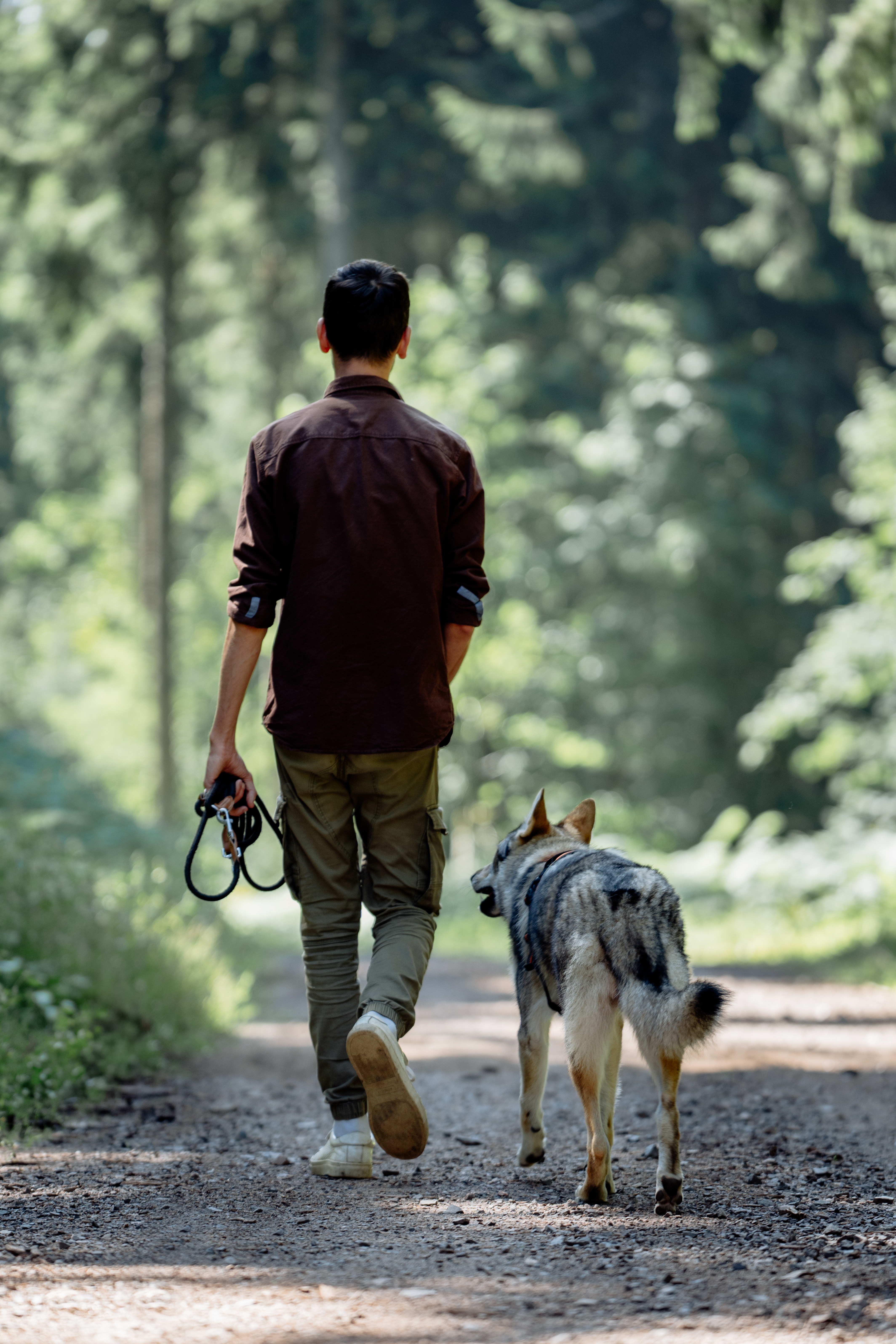 Petsitting dogwalking - garde promenade chien Vosges